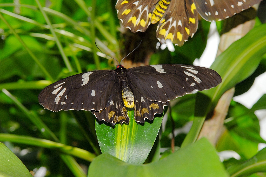 0688 Butterfly Sanctuary Kuranda.jpg